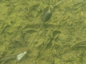 Korda Marker Stems